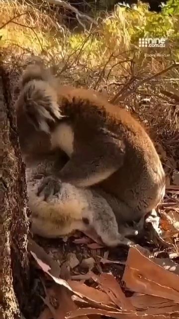 они тоже плачут об ушедших