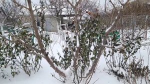 Августовская обрезка для косточковых как основная.