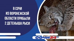 В Сочи из Воронежской области прибыли 2 детеныша рыси