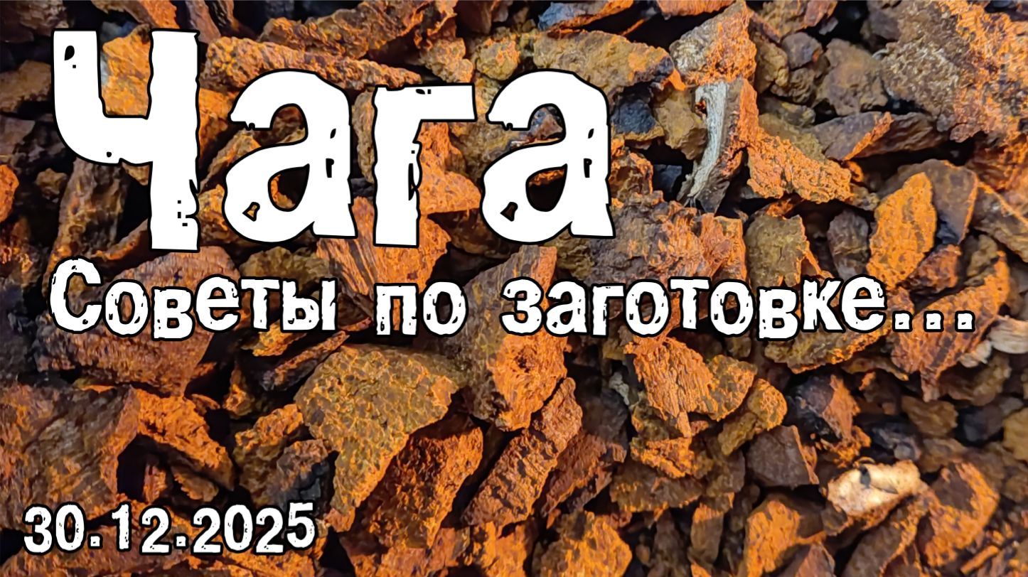 Чага (советы по заготовке) 29.12.2025 смотреть онлайн