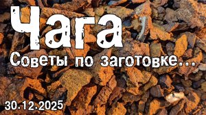 Чага (советы по заготовке) 29.12.2025