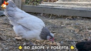 Содержание кур в домашних условиях и других птиц во дворе у Роберта 🐣🐤🦆🐔🪿🦃 (380)