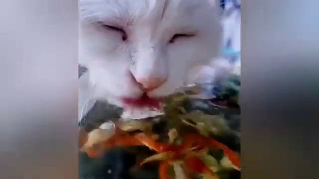 Смешные животные. Ваши любимые котики. смотреть онлайн