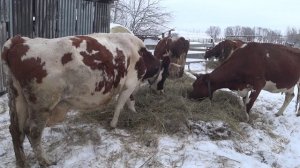 Разгребаю последствия форс мажора .