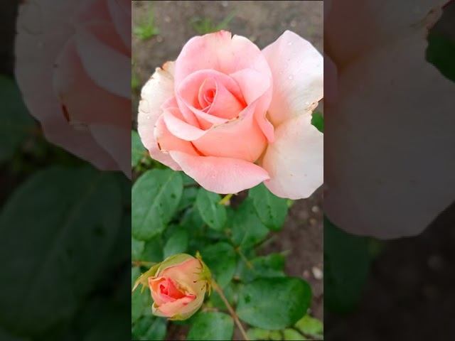 Красота вам в ленту для настроения смотреть онлайн