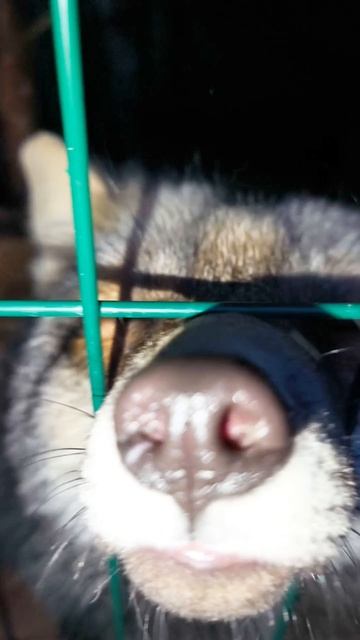 лиса обыкновенная #уралиса смотреть онлайн