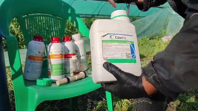 Снятие стресса томатов после заморозков