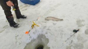 Основной водоём.Форель на пасту.