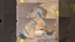 1000044155.mp4 (Собака наблюдает за устройством лестницы на 2 этаж в доме А-фрейм)