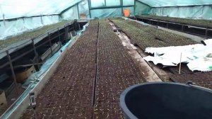 Температурный режим в теплице после всходов томата