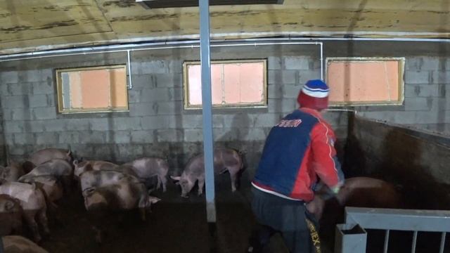 57 Греющий кабель саморегулирующий в силев 40