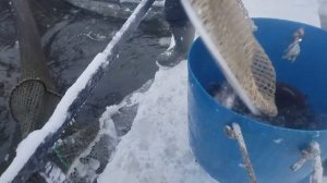 Зарыбление!