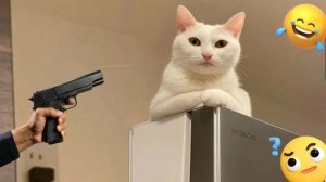 СМЕШНО ДО СЛЕЗ 😹😍 СМЕШНЫЕ КОТЫ, ЛУЧШИЕ ПРИКОЛЫ С КОТАМИ, СОБАКАМИ КОШКИ,СОБАКИ , ЖИВОТНЫЕ 🥰