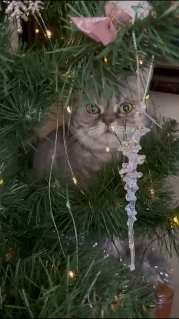 Моя ёлка, а под ёлкой подарок 😜 смотреть онлайн