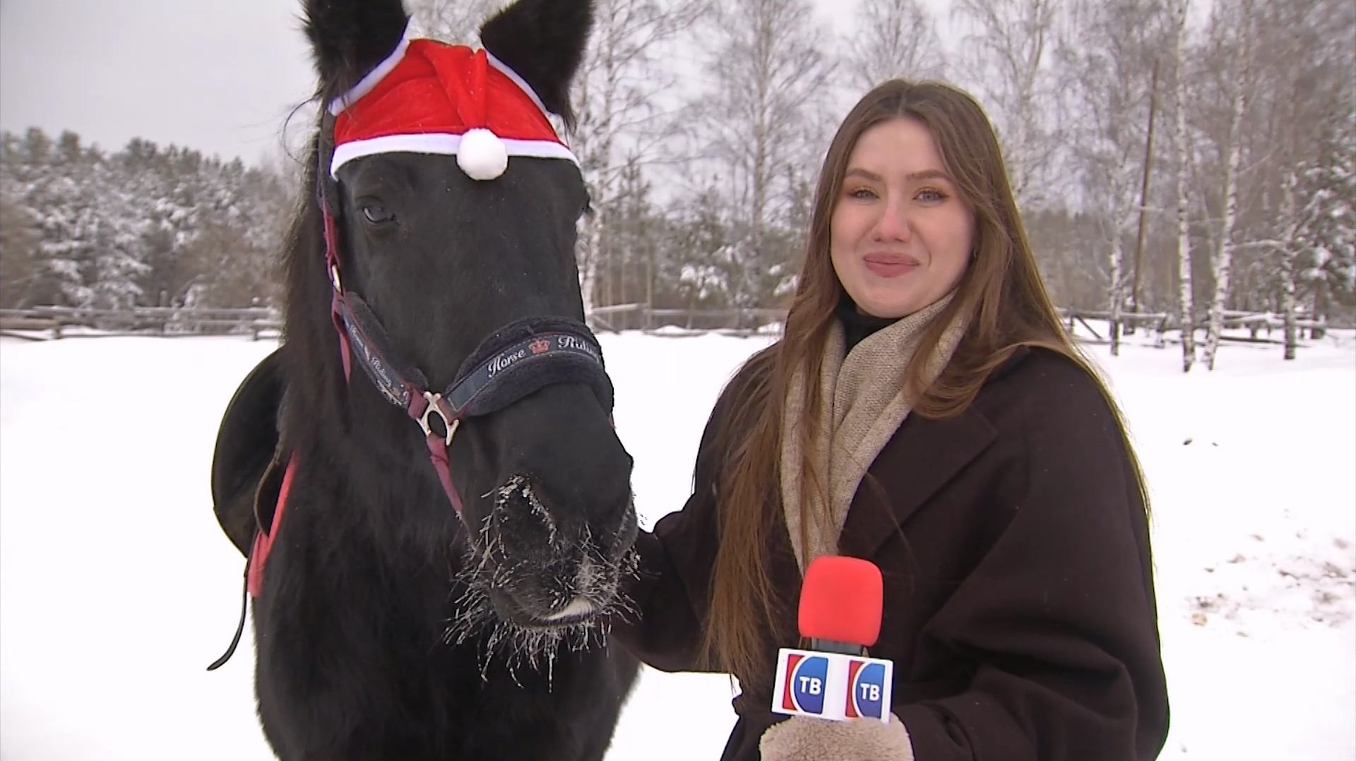 Лошадь мчится галопом: конная школа «Ласточка» в Серове ждет Нового года смотреть онлайн