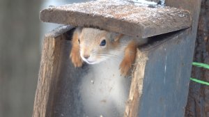 Белка в кормушке. Зарисовка