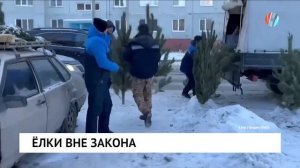 Ёлки вне закона