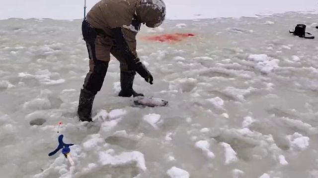 На резину.Основной водоём смотреть онлайн