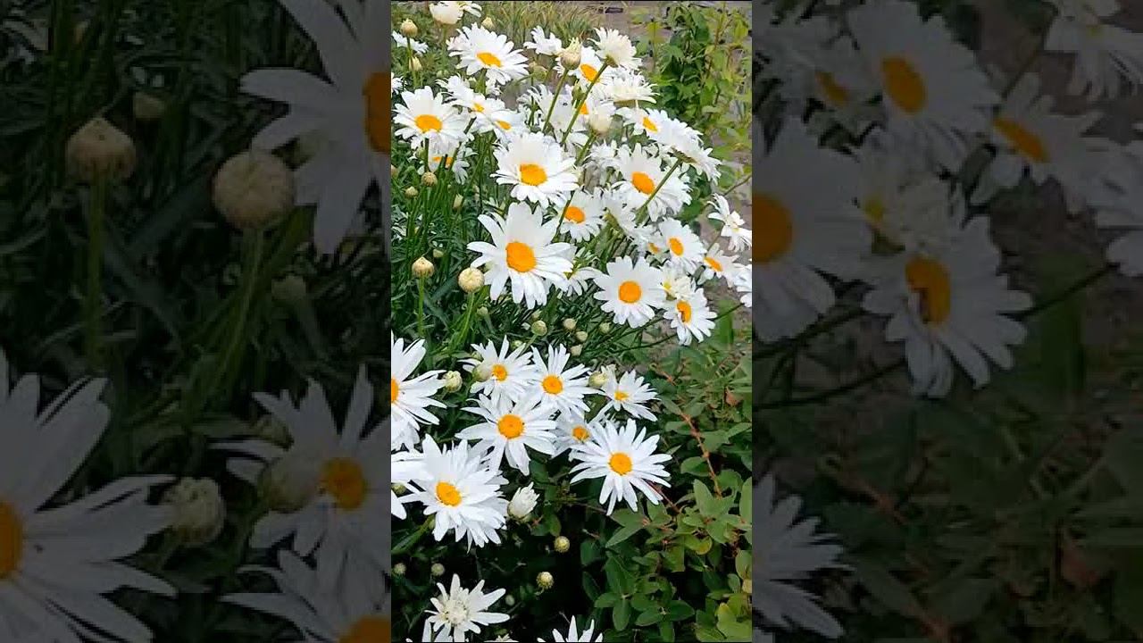 Цветы для настроения смотреть онлайн