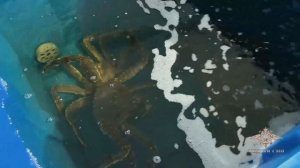 Ирина Волк: В Мурманской области полицейские перекрыли канал незаконного сбыта крабов