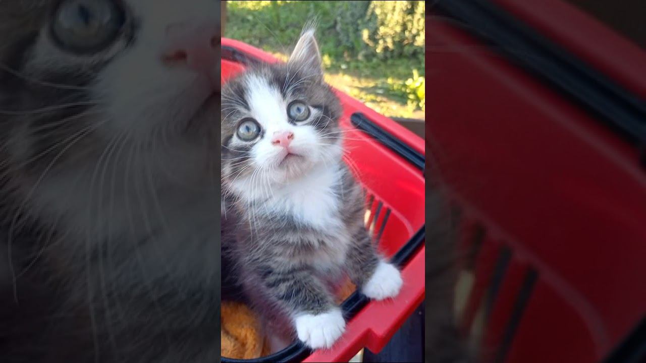 Маленькие МИЛАШКИ ))) смотреть онлайн