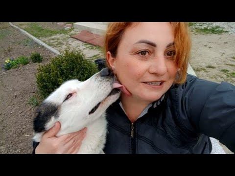 Городские Котики Собачки / Наш Пёс Гонщик / Немного Поболтаем / смотреть онлайн