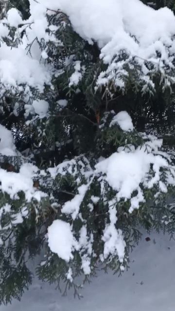 Дедушка Мороз,ты где"