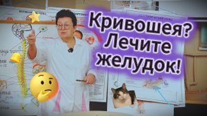 От перекрута желчного до аутизма: как одна неисправленная проблема запускает цепь