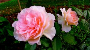 Быстротечность...