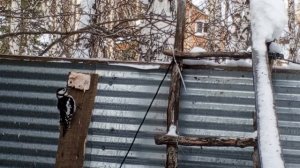 белоспинный дятел