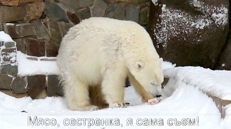 Это мясо я сама съем! Медвежата Белка и Стрелка решили ни с кем не делиться. смотреть онлайн