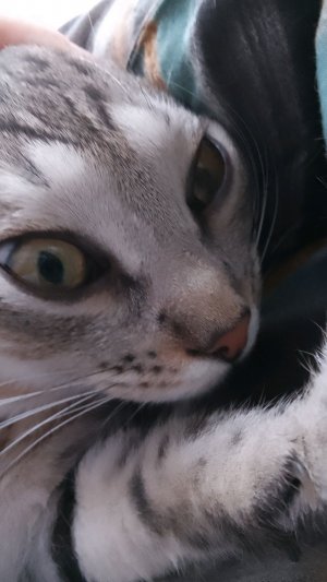 играем в Аватар World!! готовлю в Деда Мороза для дочек