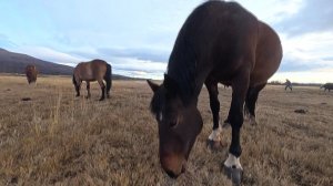 Приобские лошади, которых не согнули ни болота, ни гнус, ни века