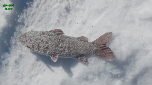 Рыбалка Весной! Шикарные моменты пойманной рыбки! смотреть онлайн