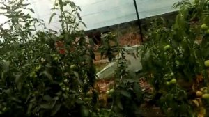 Плохо спеет томат. Вот несколько способов для быстрого созревания плодов