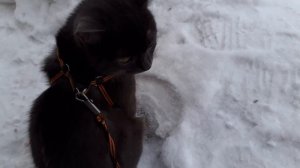 Вышел Тишка погулять.