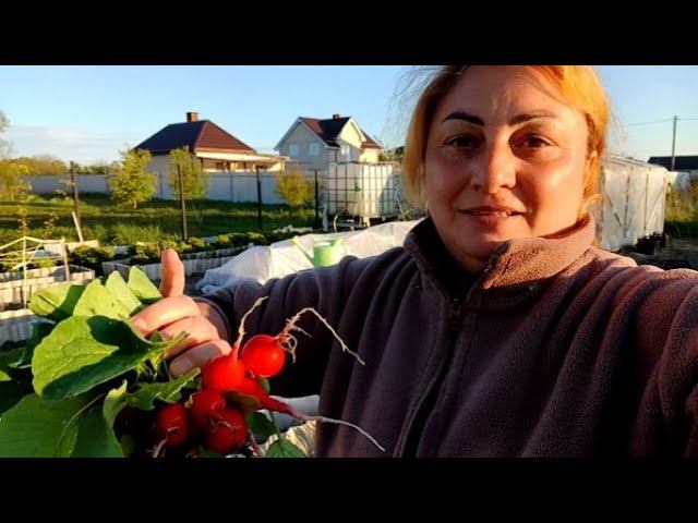 Дубль 2 Сажаю Помидоры // Первая Редиска // Обычная Жизнь// Готовлю Рыбные Котлеты // смотреть онлайн