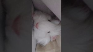 Морская свинка 💝 «Привет, я морская свинка! Сегодня был отличный день