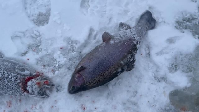 IMG_0682 смотреть онлайн