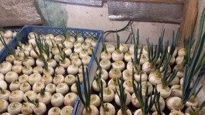 РАСТЕНИЯ ЗАДЫШАЛО ПОЯВИЛСЯ УВЛОЖНИТЕЛЬ ВОЗДУХА.