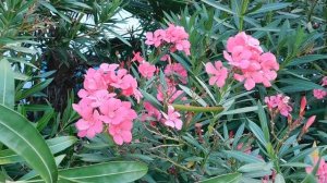 ВИДЕО  ПВН  ББ   (1536)