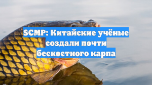 SCMP: Китайские учёные создали почти бескостного карпа