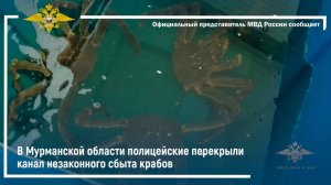 В Мурманской области полицейские перекрыли канал незаконного сбыта крабов