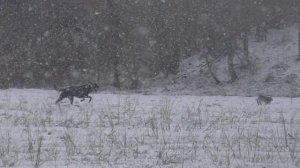 Охота на зайца с собаками сезон2025-2026г (27 часть)