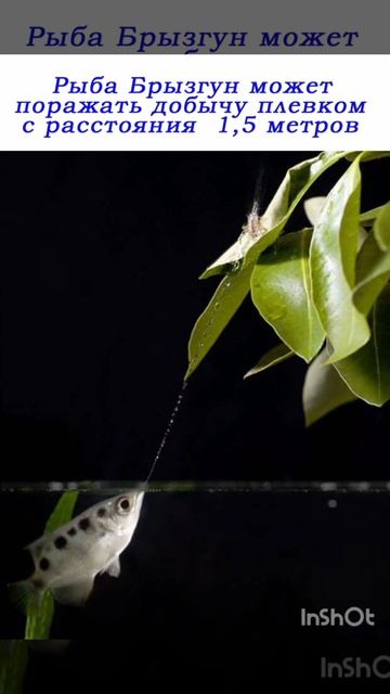 Про рыбу Брызгун