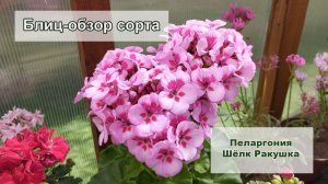 Блиц-обзор пеларгонии Шёлк Ракушка. Таких листиков вы ещё не видели!