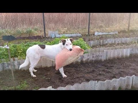 Мои Будни //То Зима То Весна // Любимый Пёс // смотреть онлайн