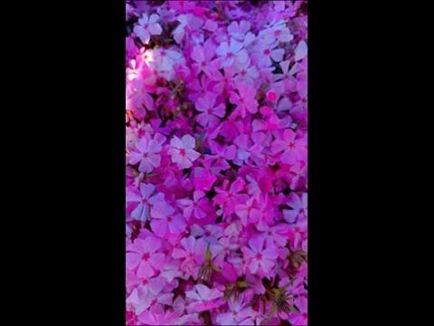 Мои Любимые Флоксы смотреть онлайн