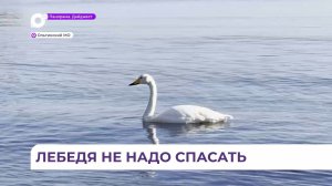 Жители посёлка Тимофеевка лебедя-кликуна наблюдают в акватории с конца октября