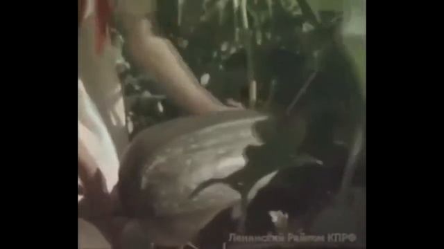 Коноплеводство в СССР. смотреть онлайн